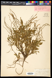 Rumex acetosella subsp. pyrenaicus image