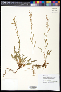 Rumex acetosella subsp. pyrenaicus image