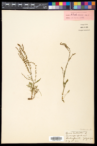 Rumex acetosella subsp. pyrenaicus image