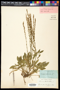 Rumex acetosella subsp. pyrenaicus image