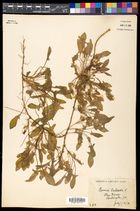 Rumex acetosella subsp. pyrenaicus image