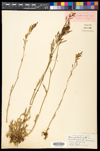 Rumex acetosella subsp. pyrenaicus image