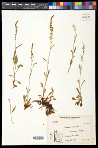 Rumex acetosella subsp. pyrenaicus image