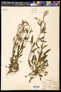 Rumex acetosella subsp. pyrenaicus image