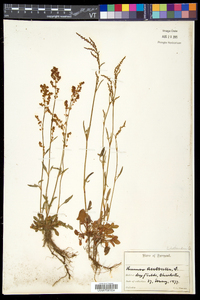 Rumex acetosella subsp. pyrenaicus image