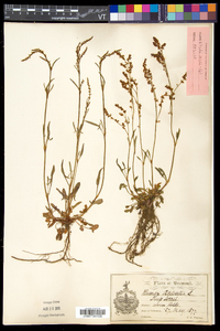 Rumex acetosella subsp. pyrenaicus image