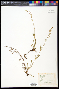 Rumex acetosella subsp. pyrenaicus image