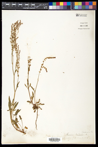 Rumex acetosella subsp. pyrenaicus image