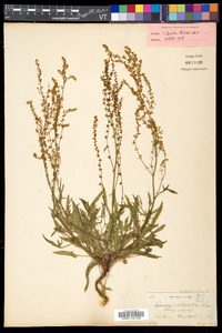 Rumex acetosella subsp. pyrenaicus image