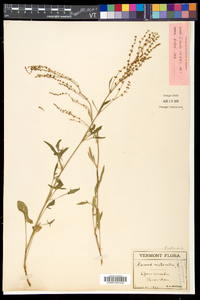 Rumex acetosella subsp. pyrenaicus image