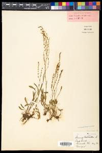 Rumex acetosella subsp. pyrenaicus image