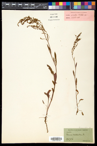 Rumex acetosella subsp. pyrenaicus image