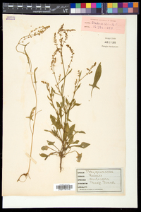 Rumex acetosella subsp. pyrenaicus image