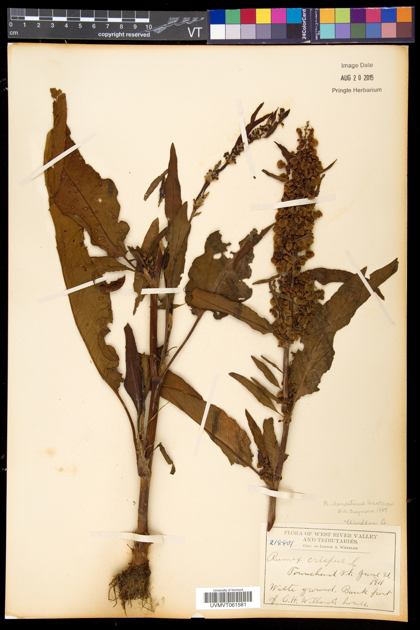 Rumex longifolius image