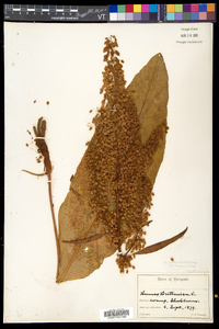 Rumex hydrolapathum image