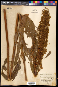 Rumex hydrolapathum image