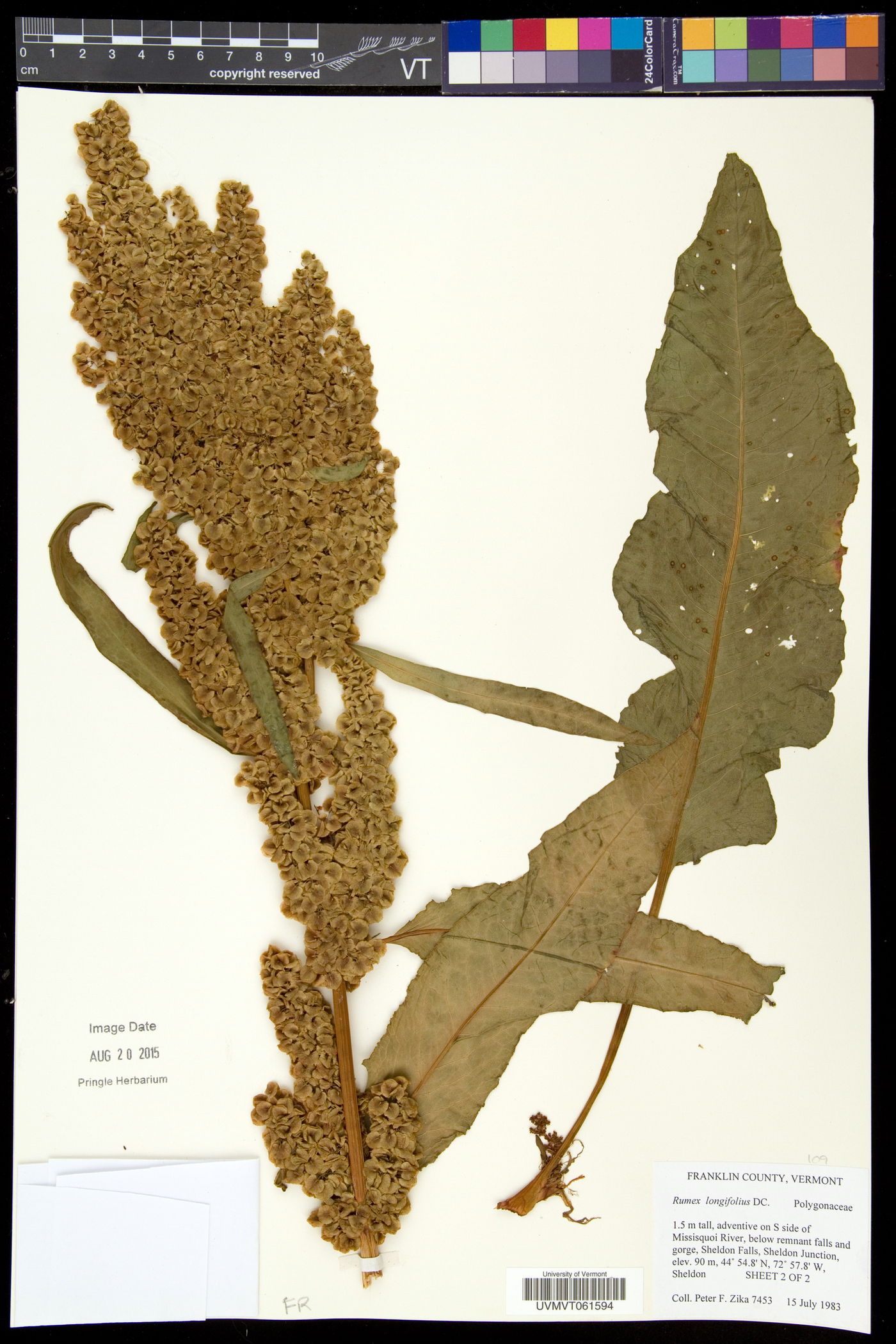 Rumex longifolius image