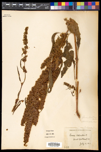 Rumex longifolius image