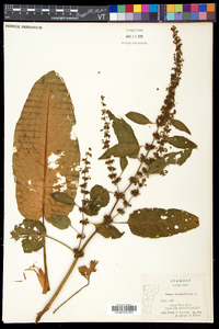 Rumex obtusifolius image