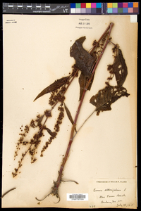 Rumex obtusifolius image