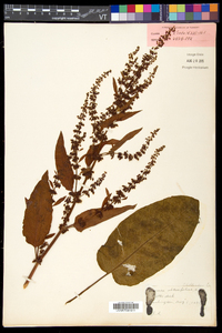 Rumex obtusifolius image