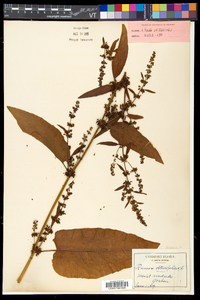 Rumex obtusifolius image