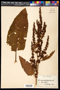 Rumex obtusifolius image