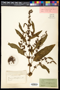Rumex obtusifolius image