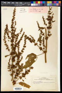 Rumex obtusifolius image