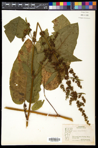 Rumex obtusifolius image