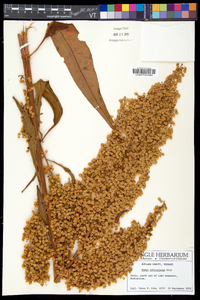 Rumex hydrolapathum image