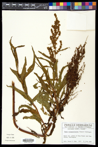 Rumex triangulivalvis image