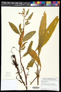 Rumex verticillatus image