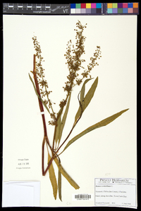 Rumex verticillatus image