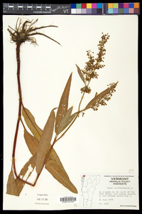 Rumex verticillatus image