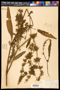 Rumex verticillatus image