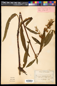 Rumex verticillatus image