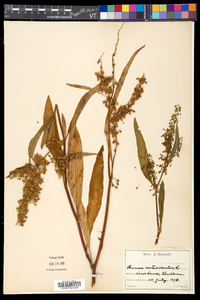 Rumex verticillatus image