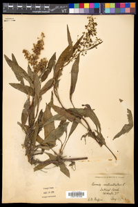 Rumex verticillatus image