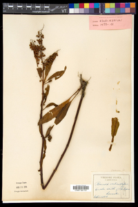 Rumex verticillatus image