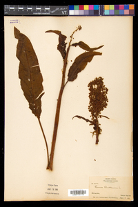 Rumex hydrolapathum image