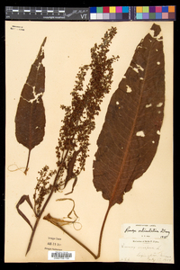 Rumex hydrolapathum image