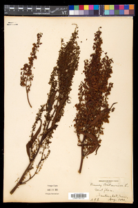 Rumex hydrolapathum image