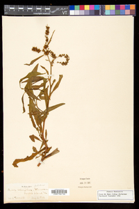 Rumex pallidus image