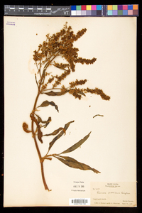 Rumex pallidus image