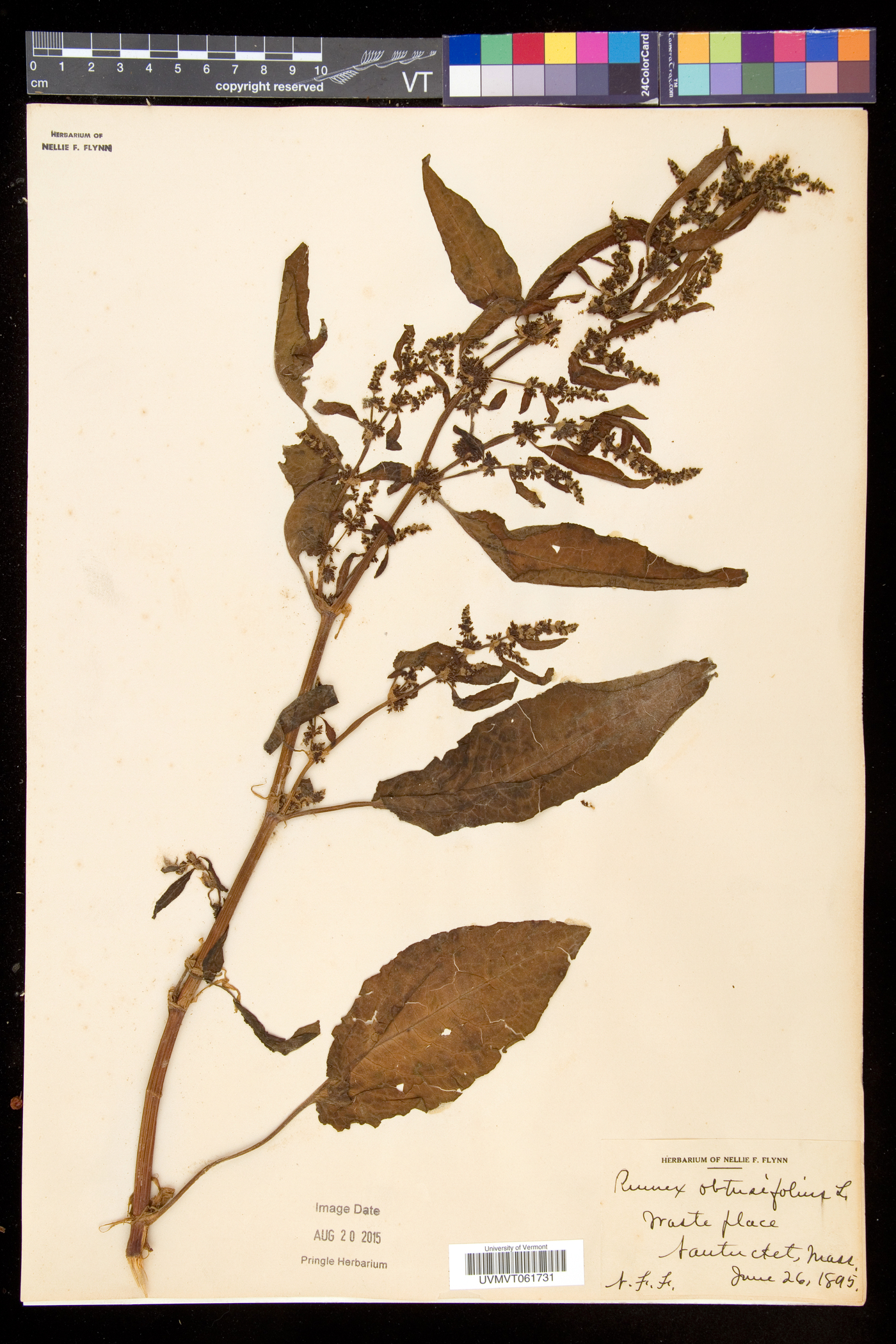 Rumex obtusifolius subsp. obtusifolius image