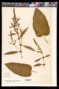 Rumex obtusifolius image