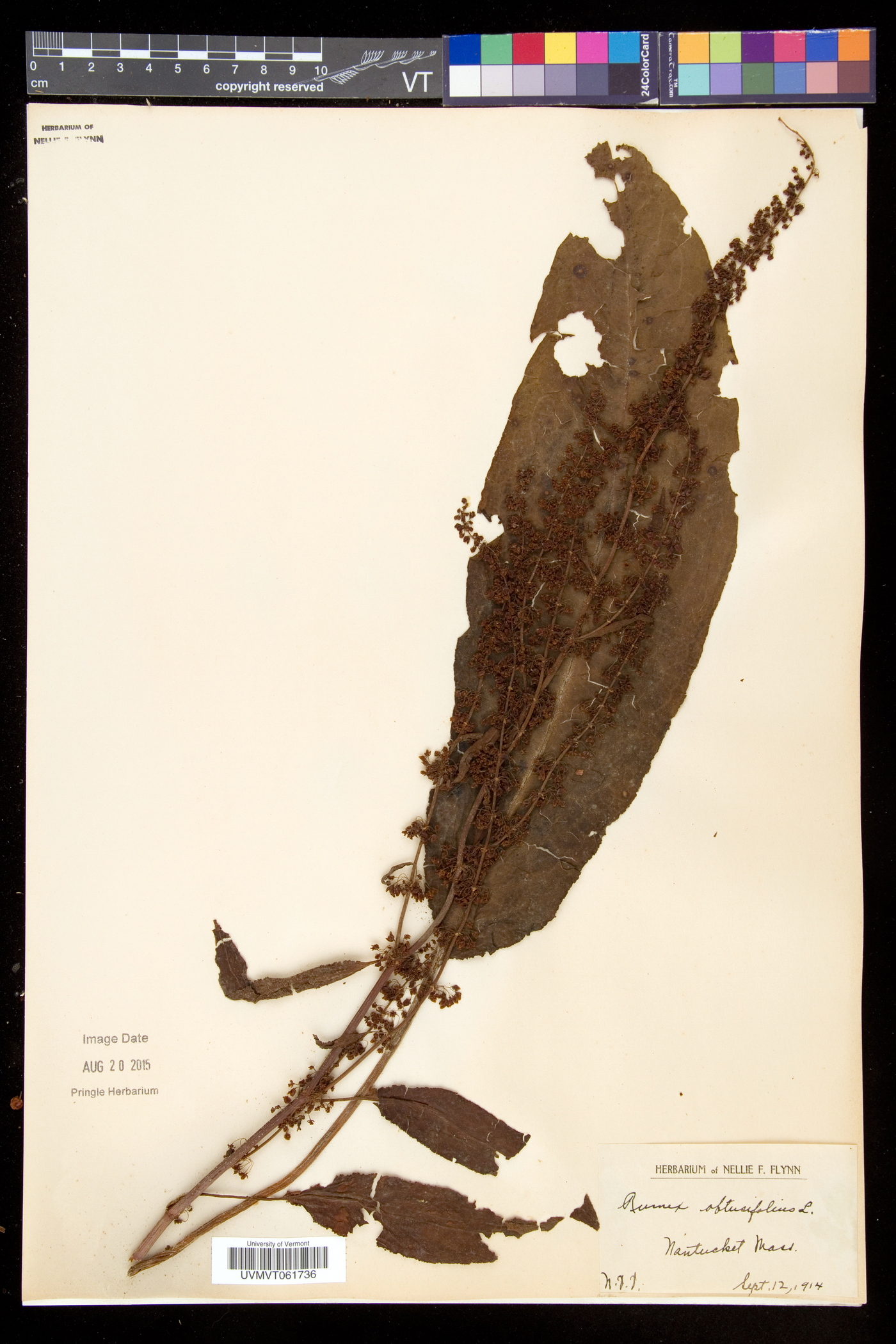 Rumex obtusifolius subsp. obtusifolius image