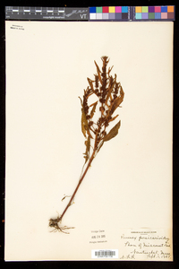 Rumex persicarioides image