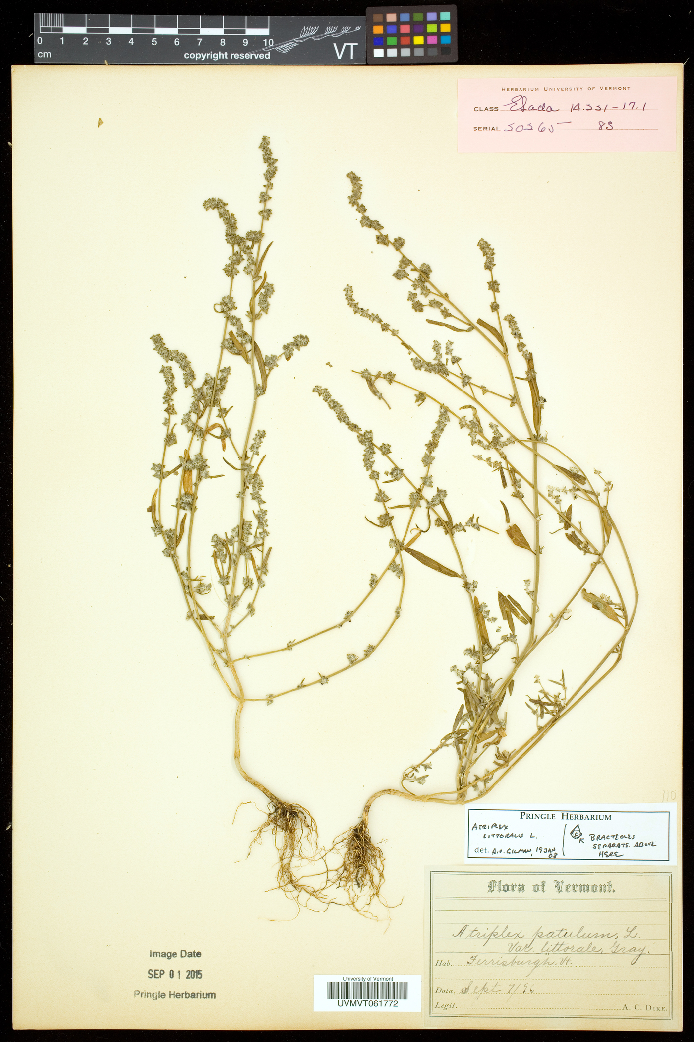 Atriplex littoralis image